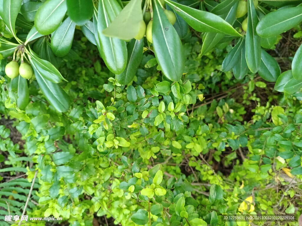 绿叶繁茂的植物景观