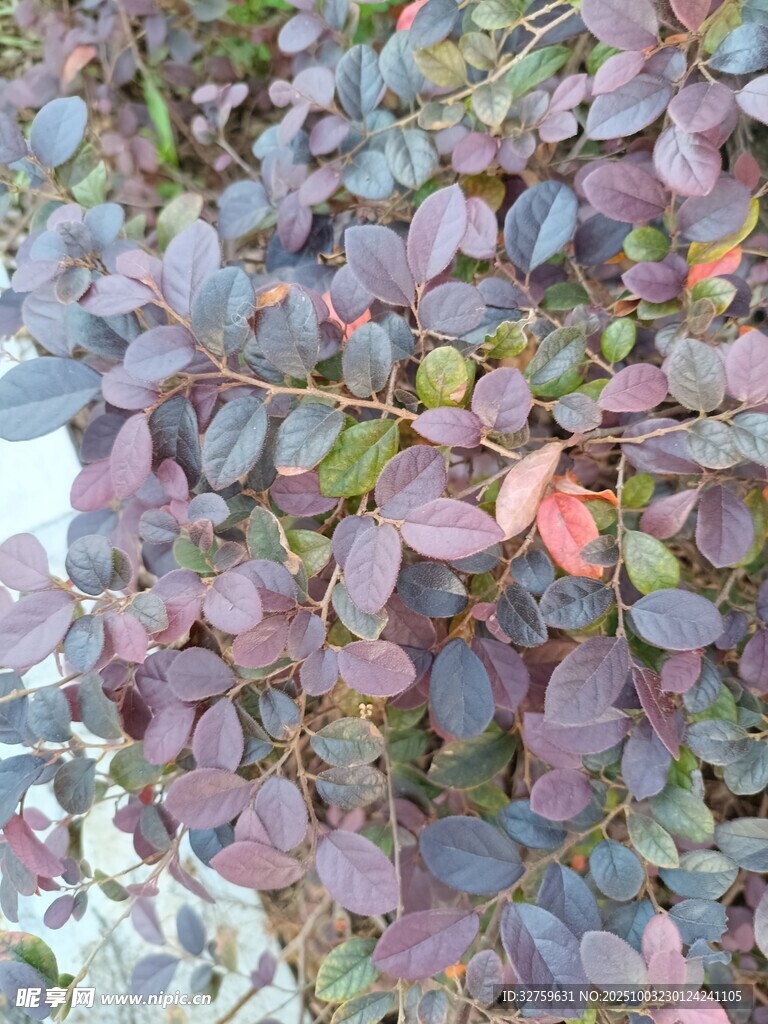 紫叶小檗植物特写