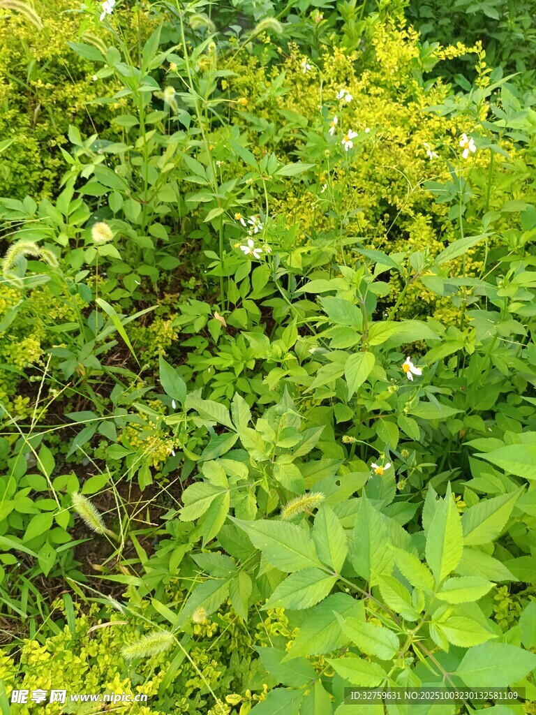 繁茂绿植景观
