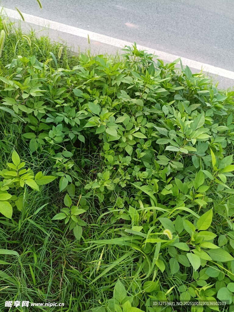 路边翠绿繁茂的植物