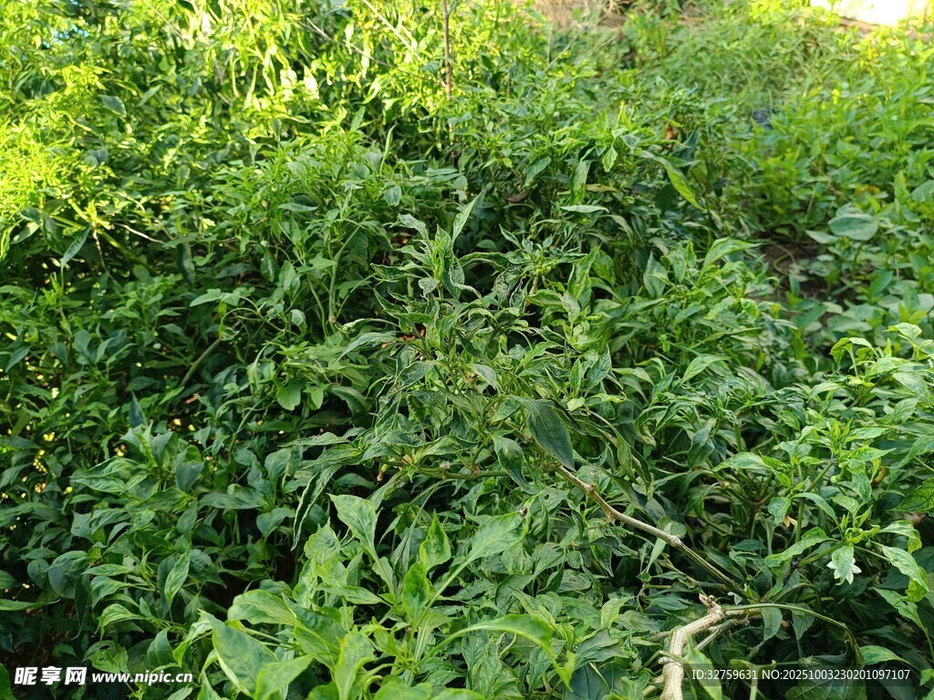繁茂绿植景观