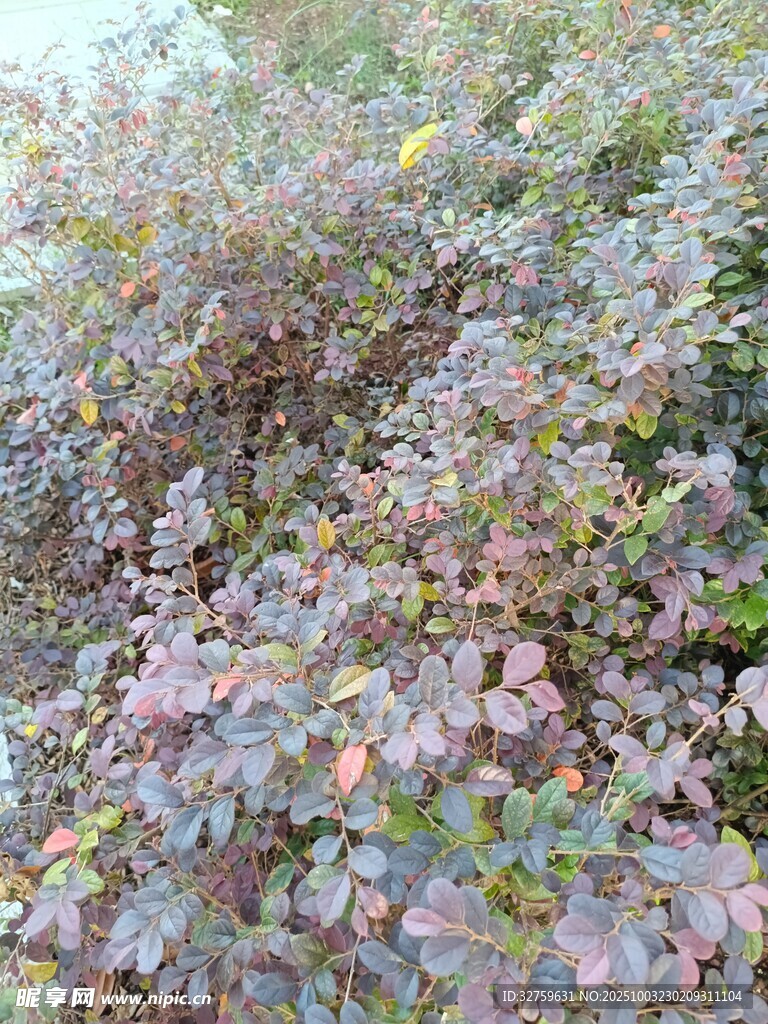 多彩秋叶覆盖的繁茂植物
