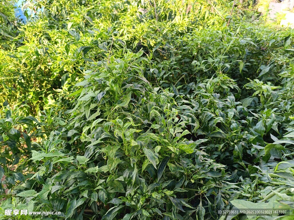 繁茂绿植景观
