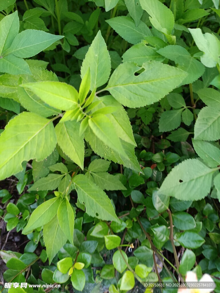 绿叶繁茂的植物景象
