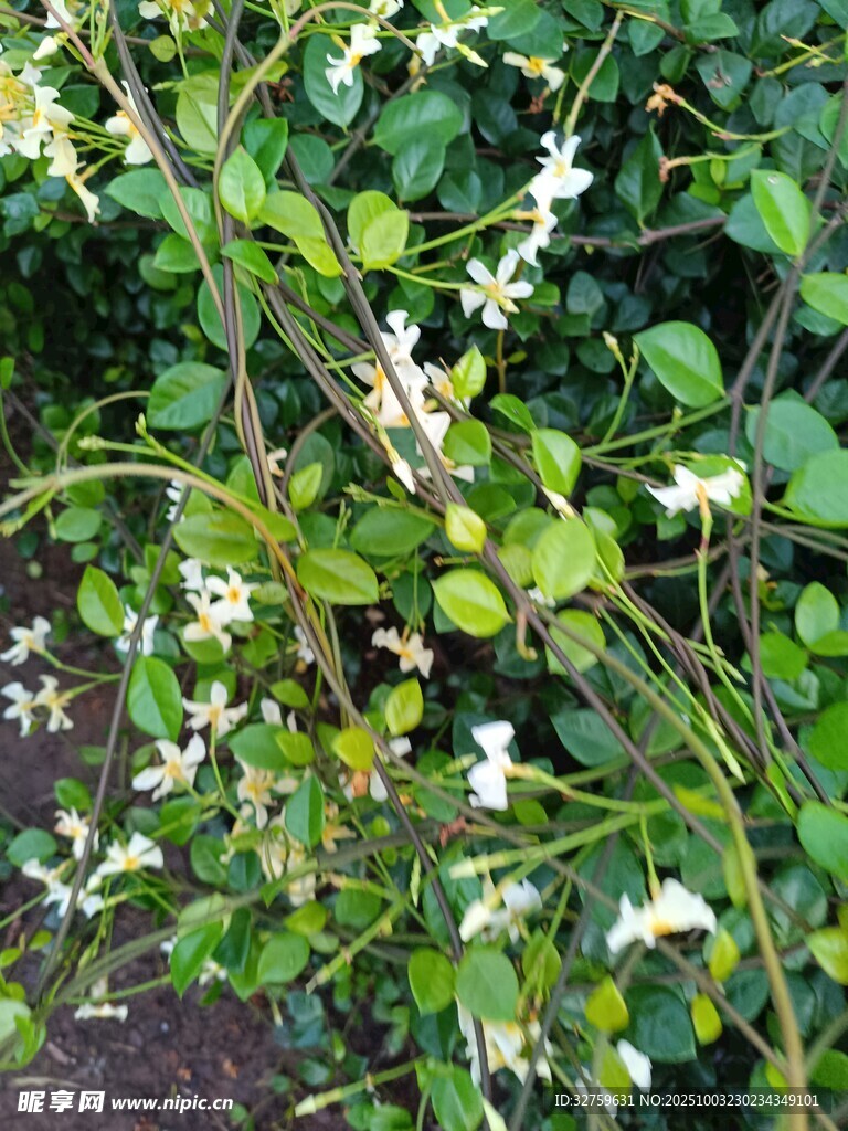 白色小花缠绕绿植