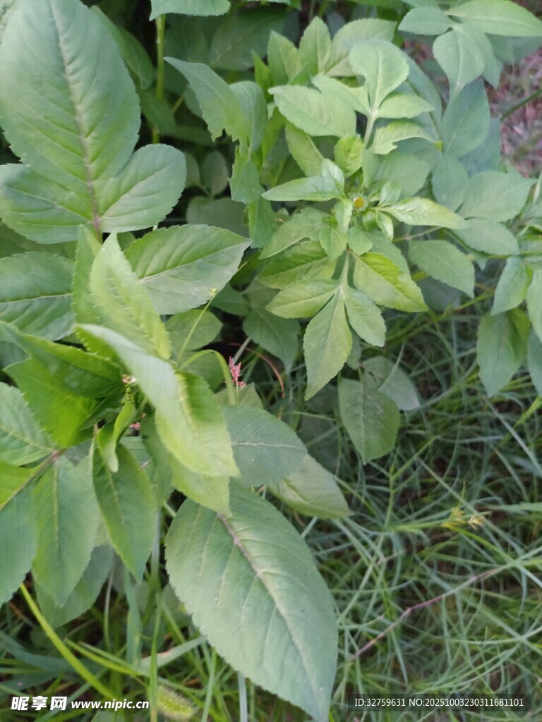 绿叶丛生的植物景象