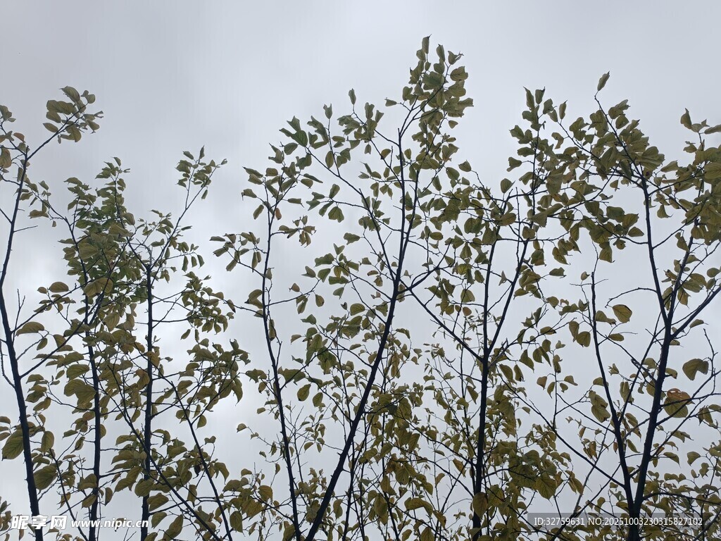 树梢之上的天空与绿叶
