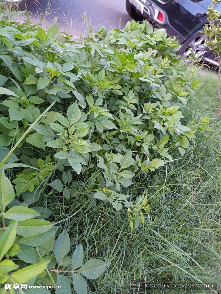 路边繁茂的绿色植物