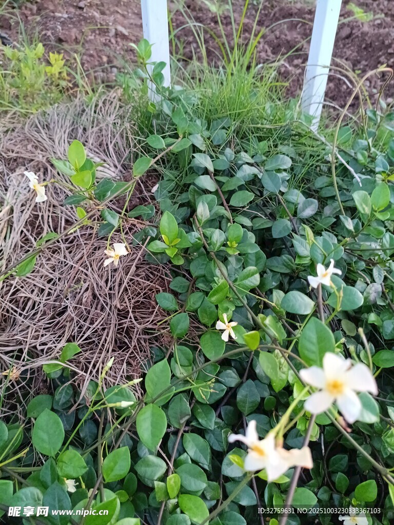 绿叶丛中绽放的素雅小花