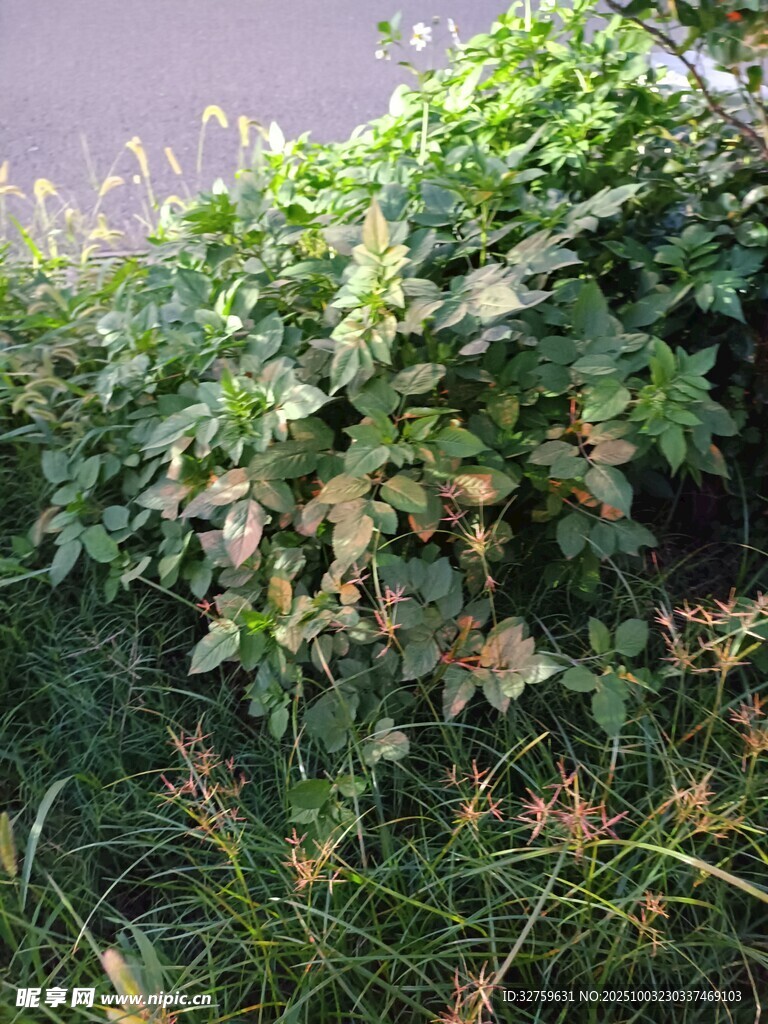 繁茂绿植