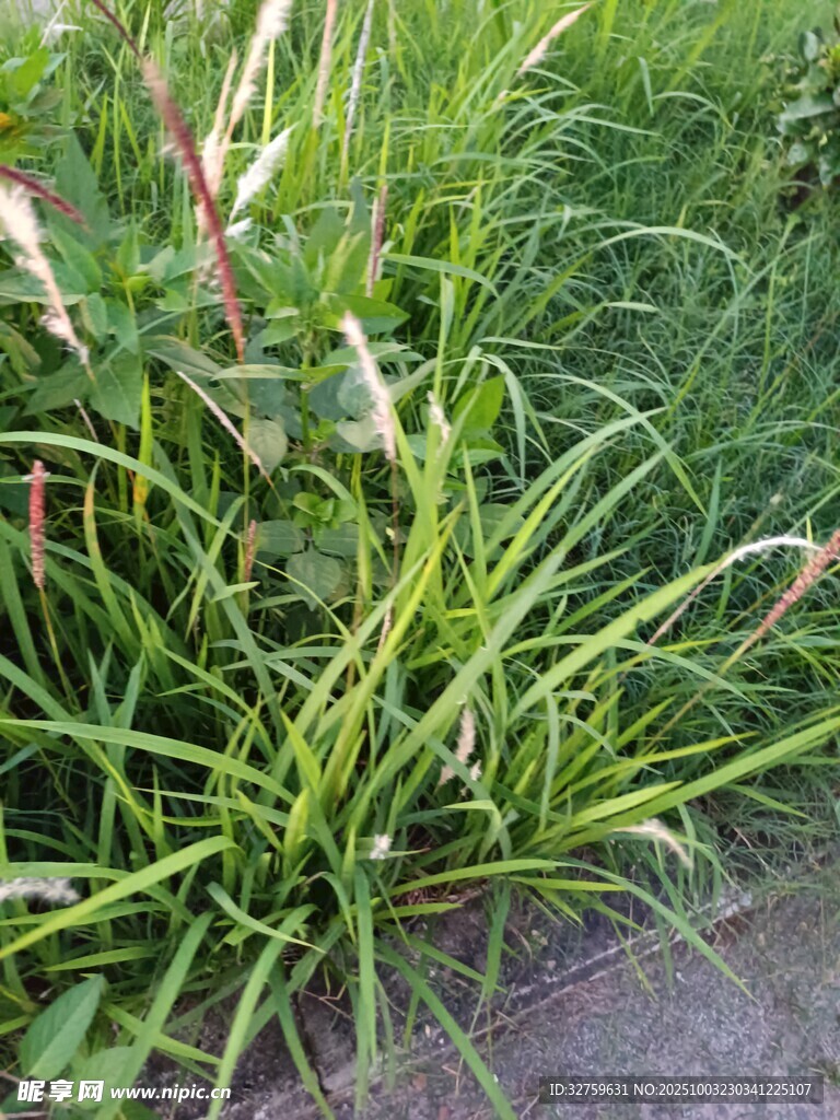 茂盛的绿色草丛
