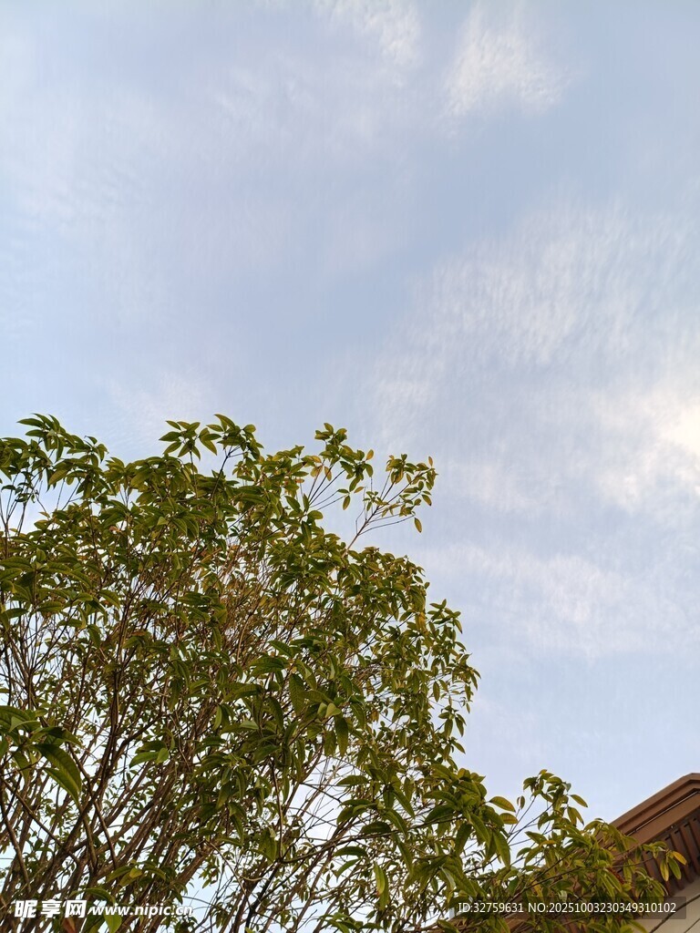 蓝天绿树景致
