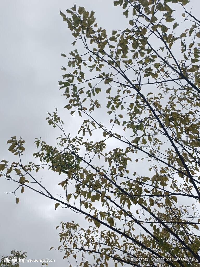 树枝上的绿叶与天空