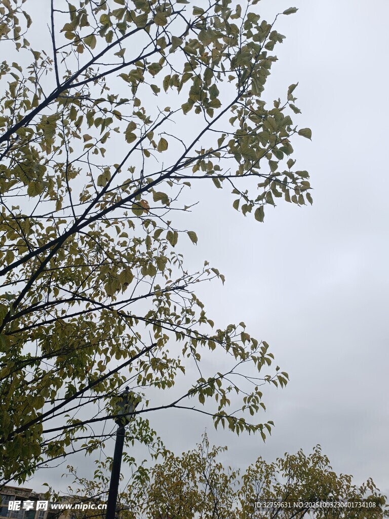 秋日树梢与阴沉天空