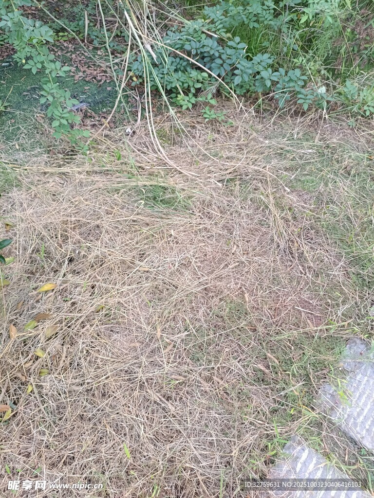 杂草丛生的户外地面场景