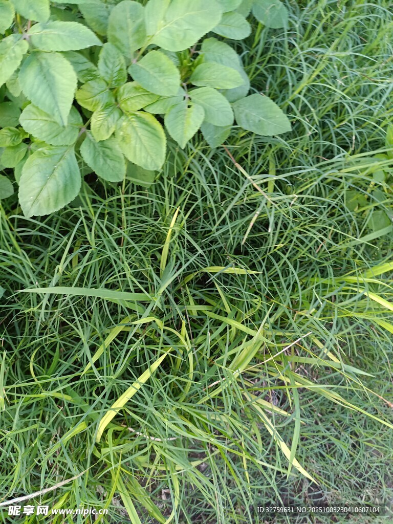 草丛中的绿色植物