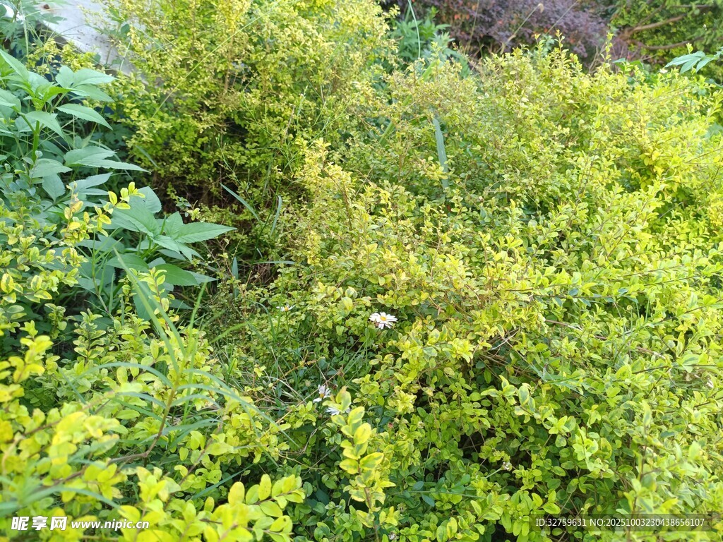 翠绿繁茂的灌木丛景观