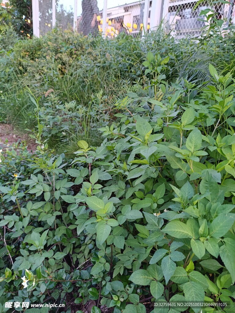 繁茂绿植景观