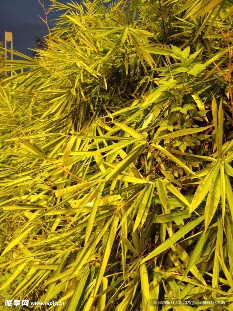 金黄茂密的竹叶景观