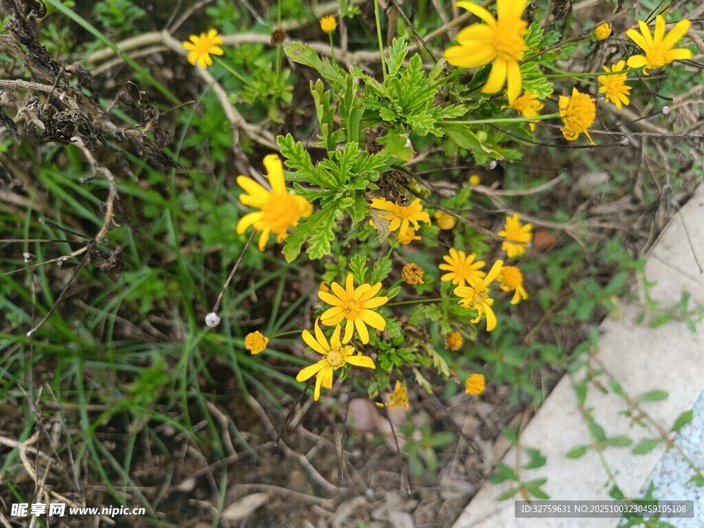 路边绽放的黄色小野花