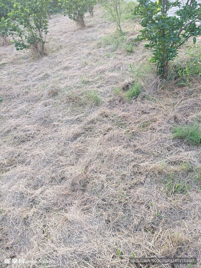 果园地面景象