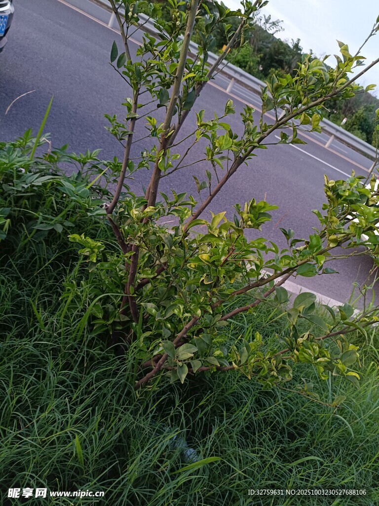 路边嫩绿小树与繁茂绿草