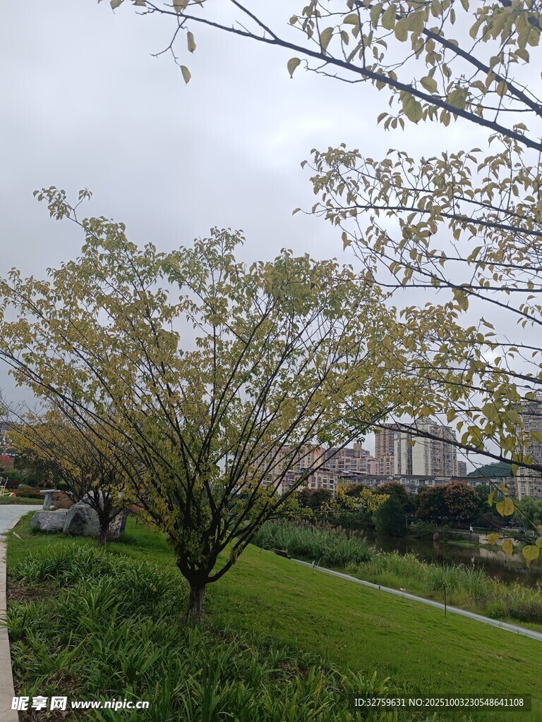 春日繁花树