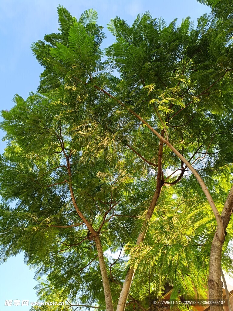 蓝天映衬下的繁茂绿树