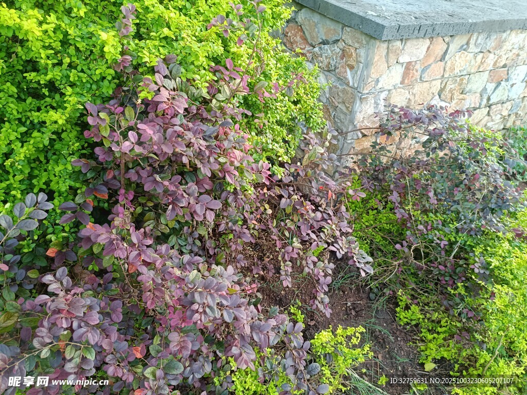 多彩植物攀爬于石墙