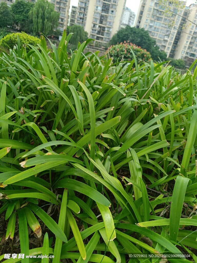 翠绿繁茂的户外绿植景观