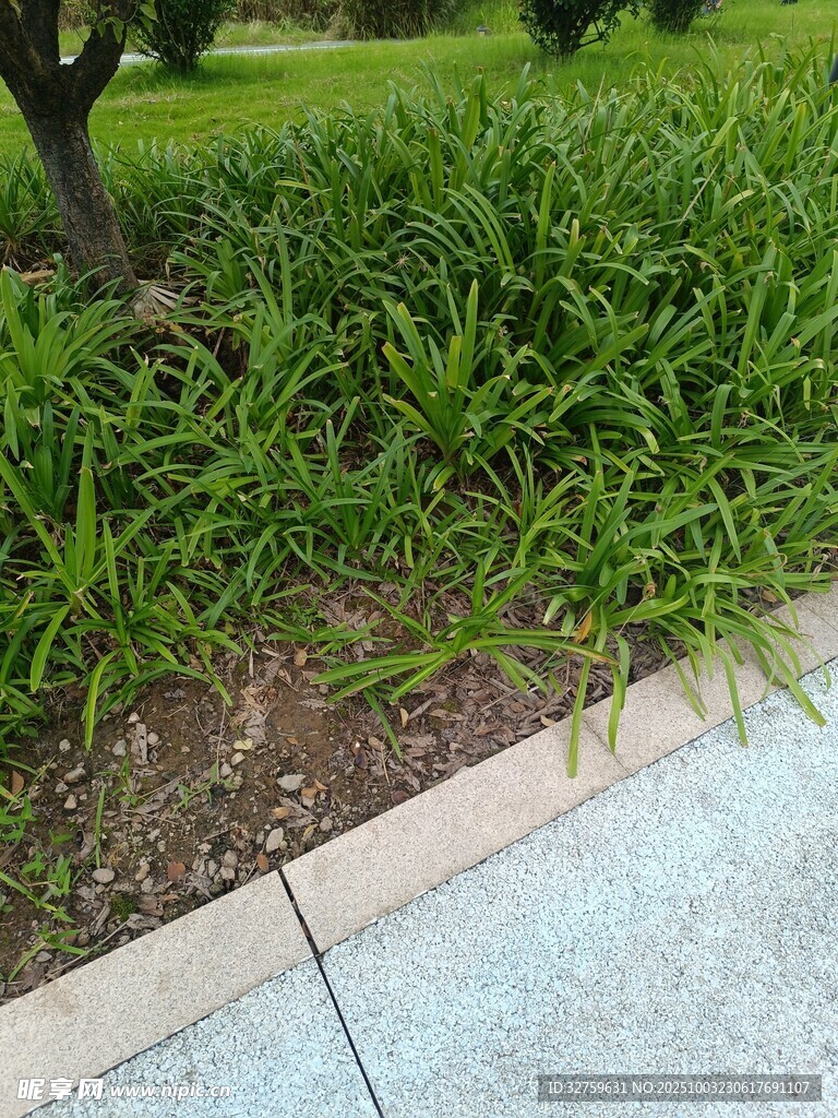 路边绿意盎然的草丛