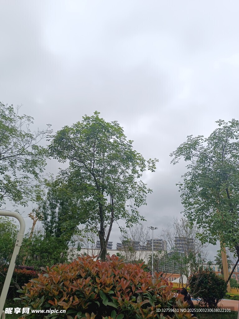 阴天中的绿植景观