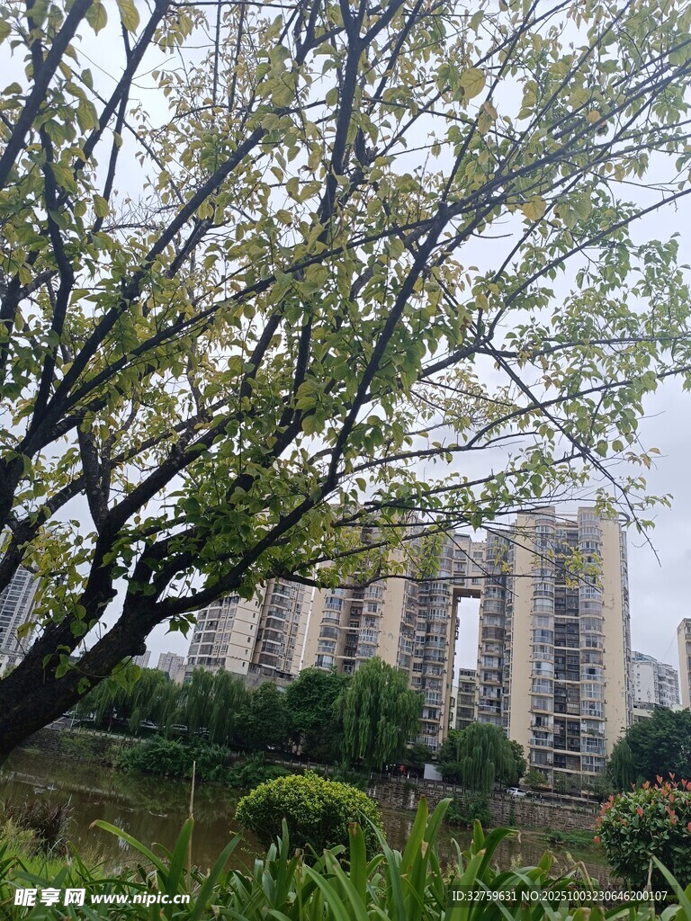 城市中繁花盛开的树木景观
