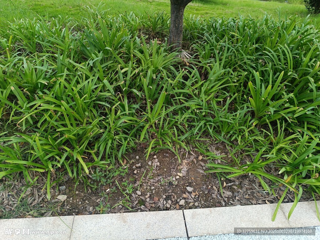 树下葱郁绿草景观图