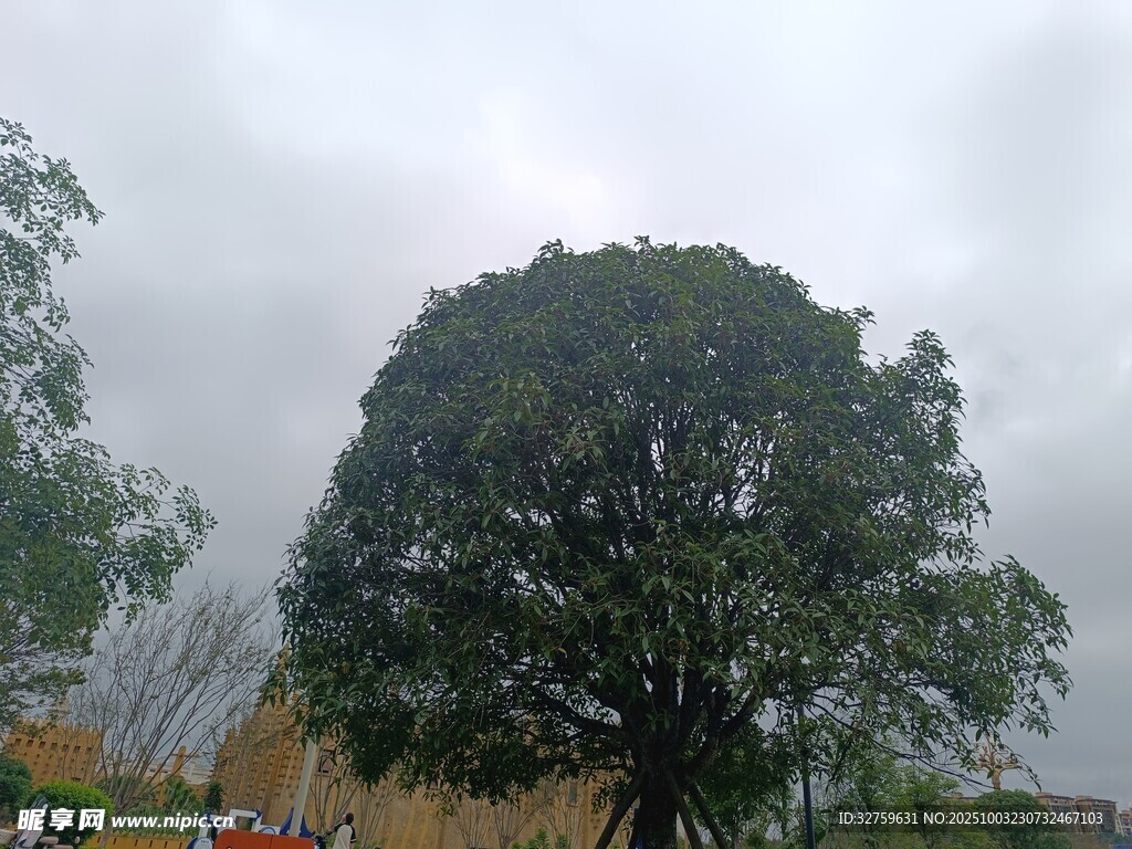 雨中葱郁大树