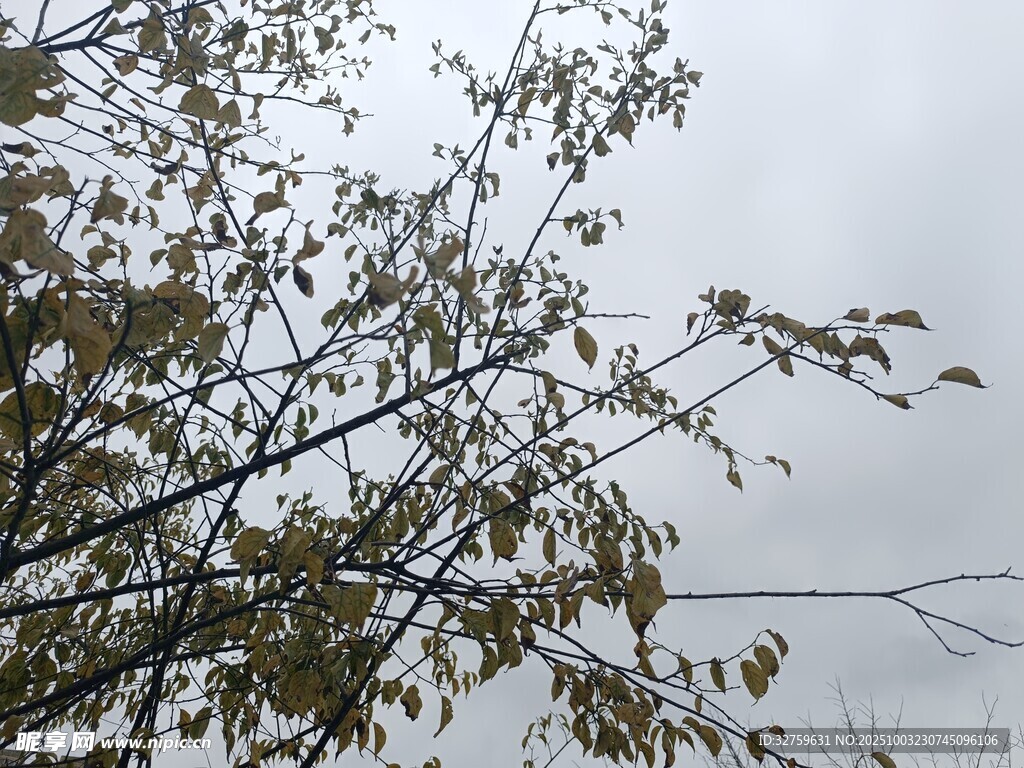 秋日枝头