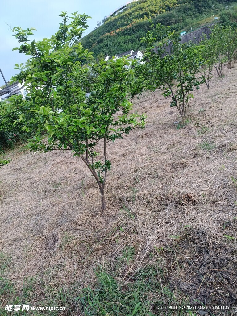 果园中的小树