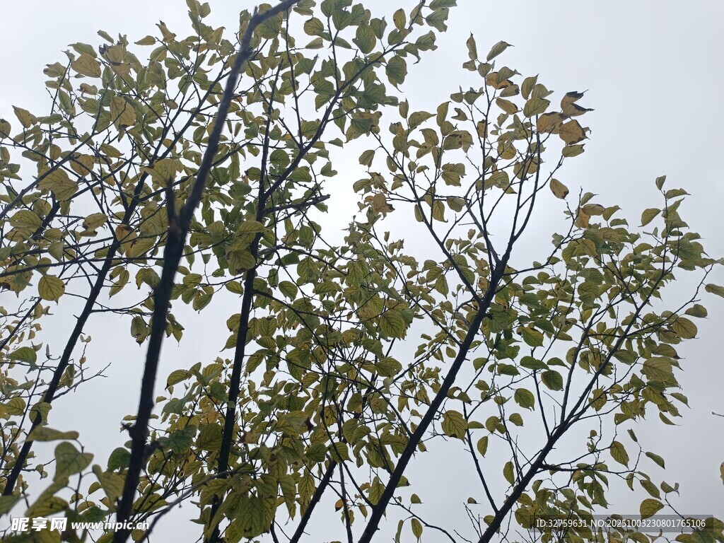 秋日树梢的翠绿枝叶