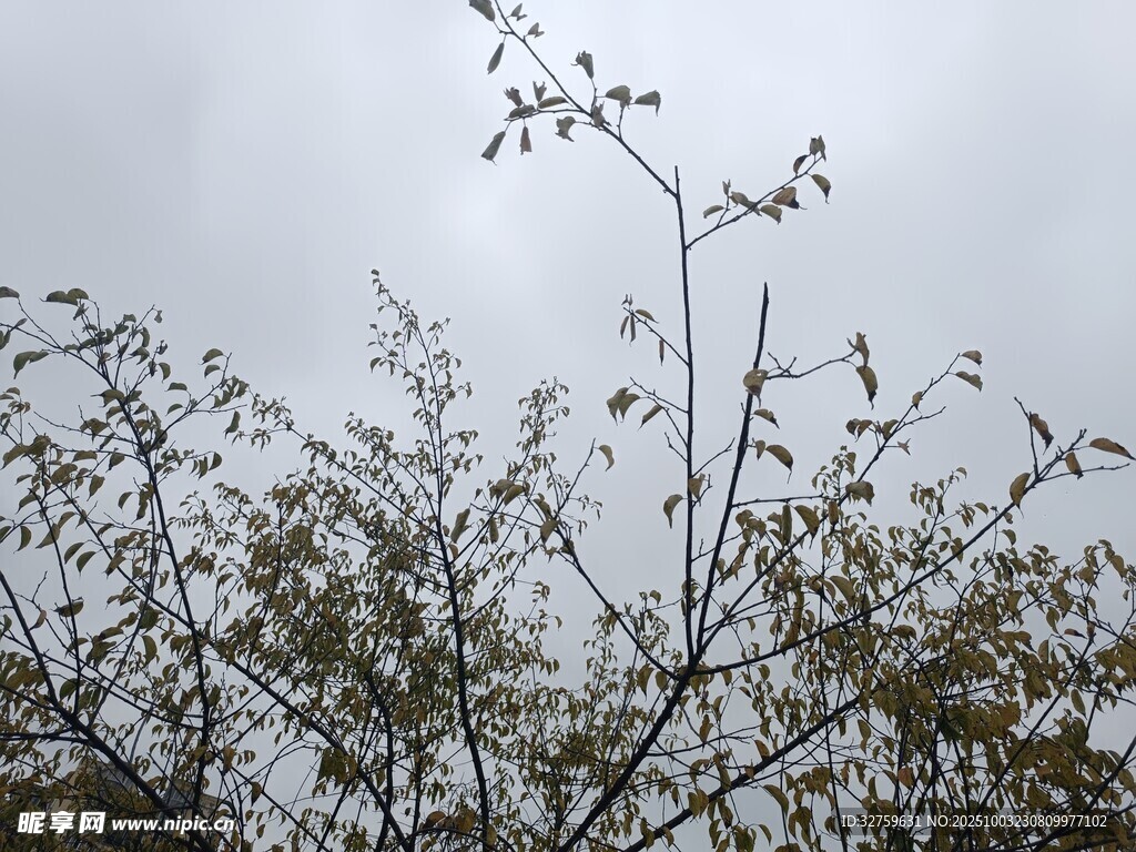枝头新绿映灰白天空