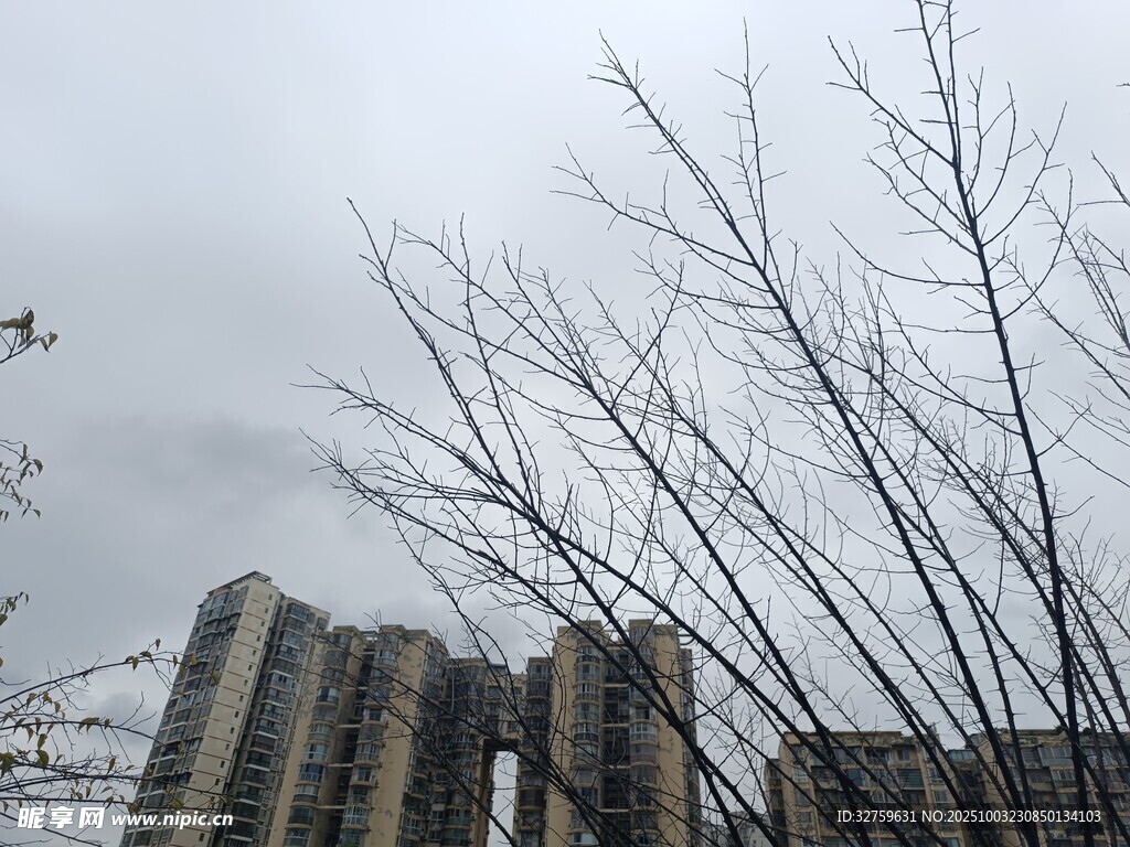 枯树旁的古老石建筑