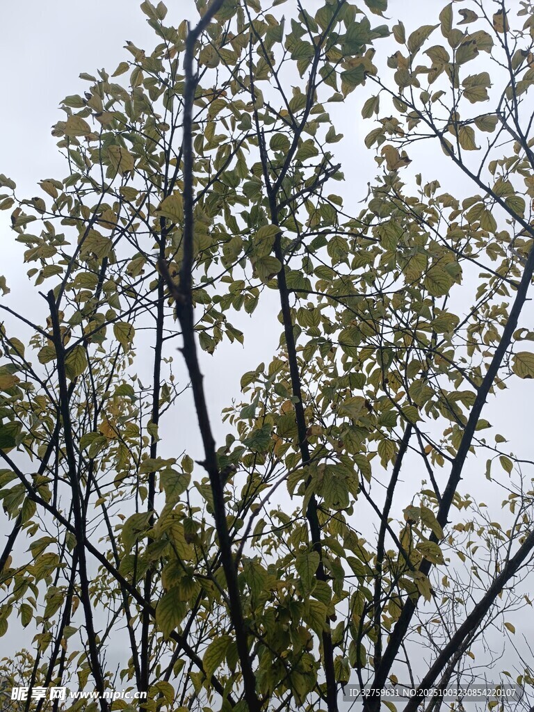 秋日枝叶