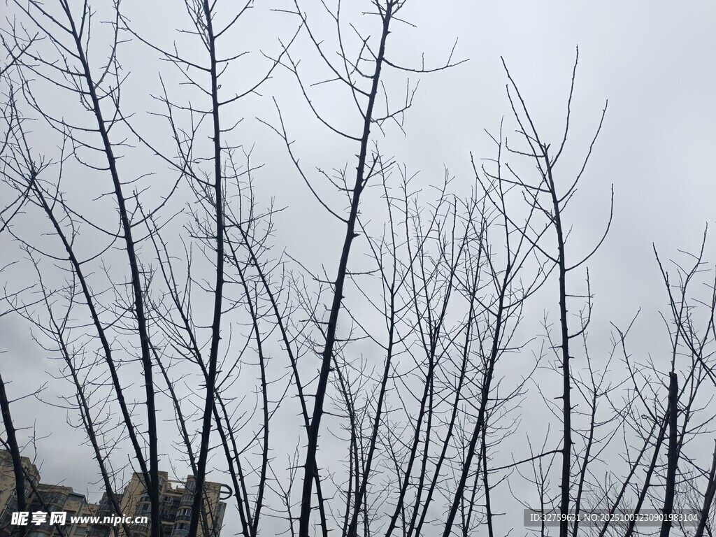 冬日枯树景象