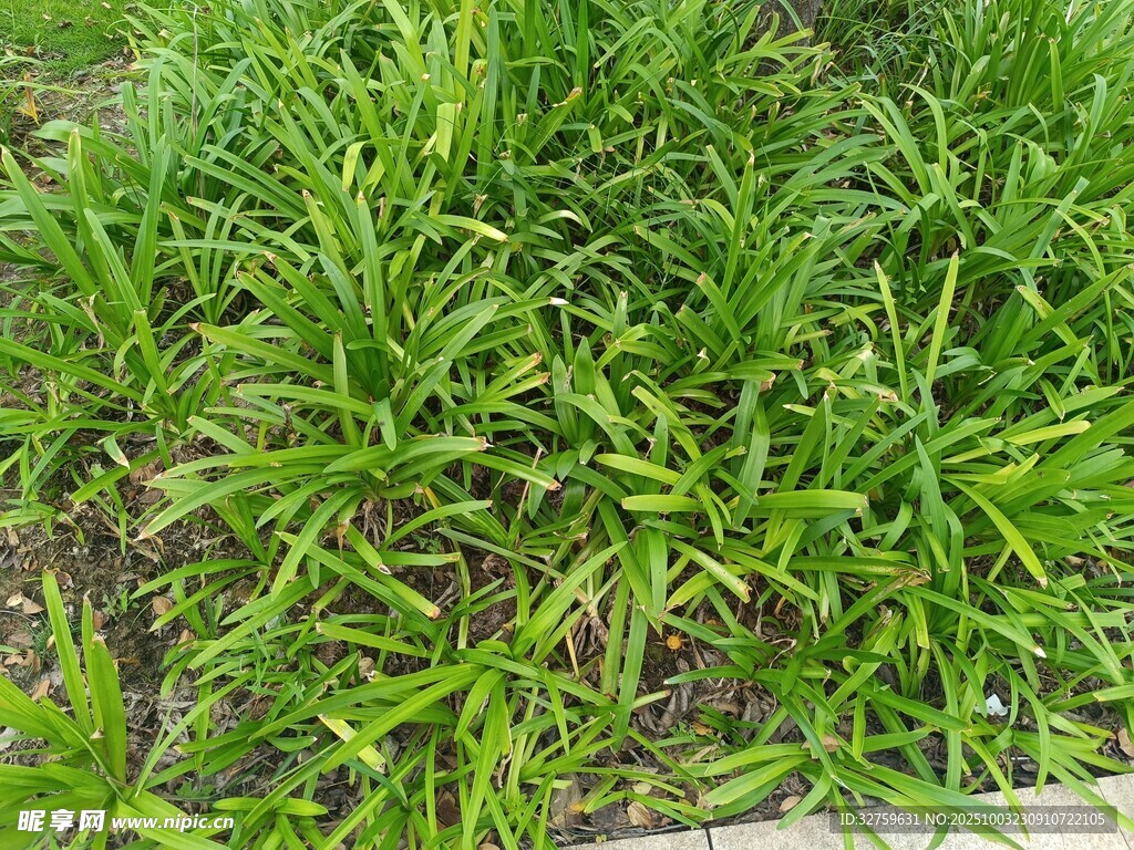 翠绿茂盛的丛生植物