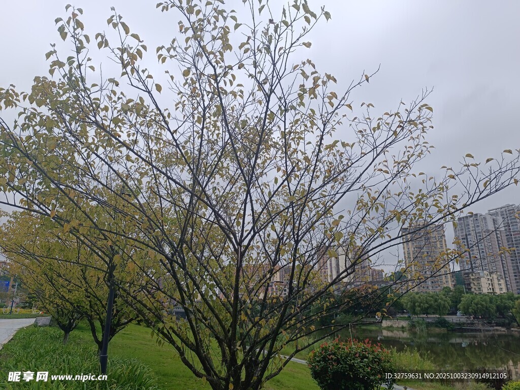 雨中朦胧树木景观