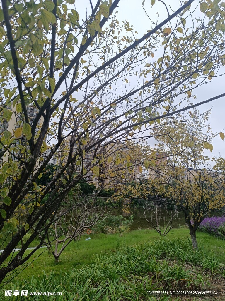 春日树林绿意盎然景象