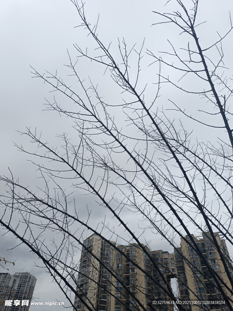 冬日枯枝与高楼景象