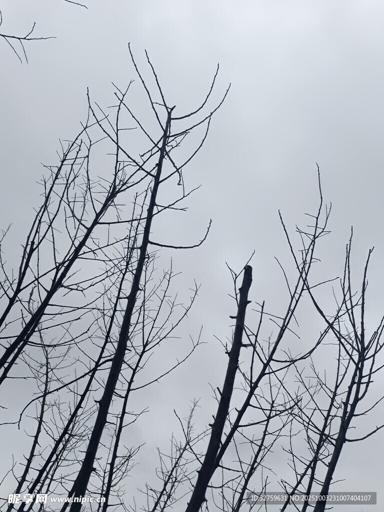 枯树枝干伸向灰白天空