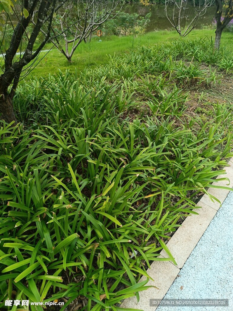 路边翠绿麦冬草景观