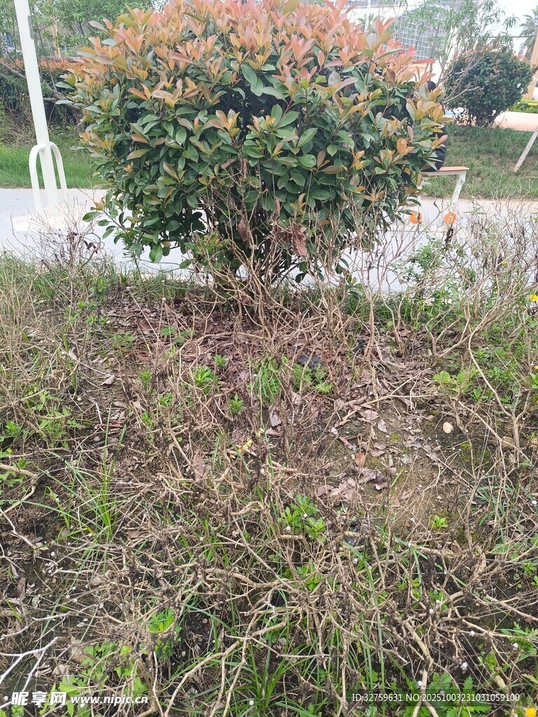 路边绿植景观
