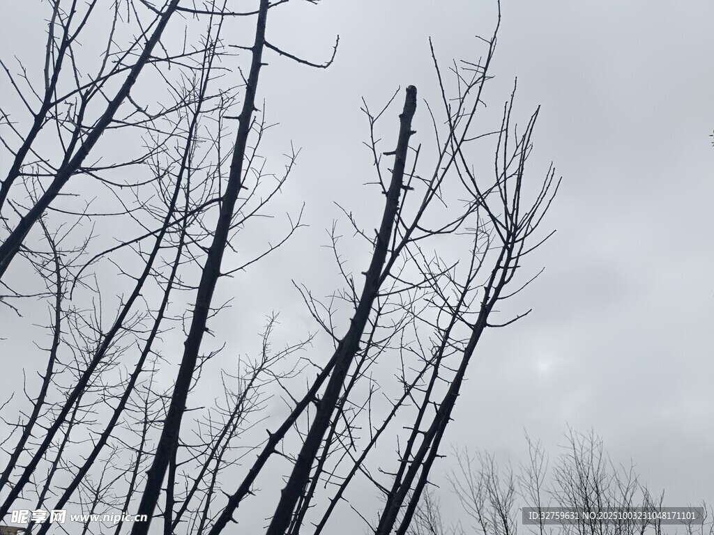 冬日枯树景象